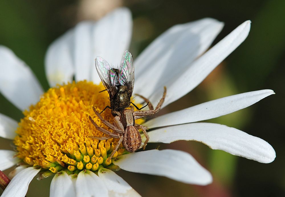 La vita in un fiore: terza parte